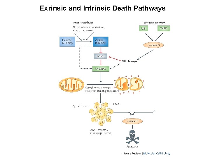 Exrinsic and Intrinsic Death Pathways 