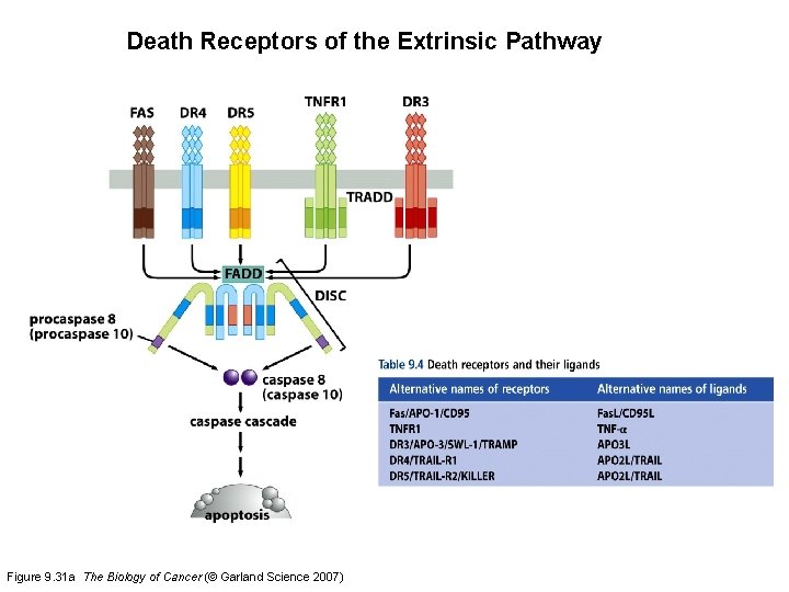 Death Receptors of the Extrinsic Pathway Figure 9. 31 a The Biology of Cancer