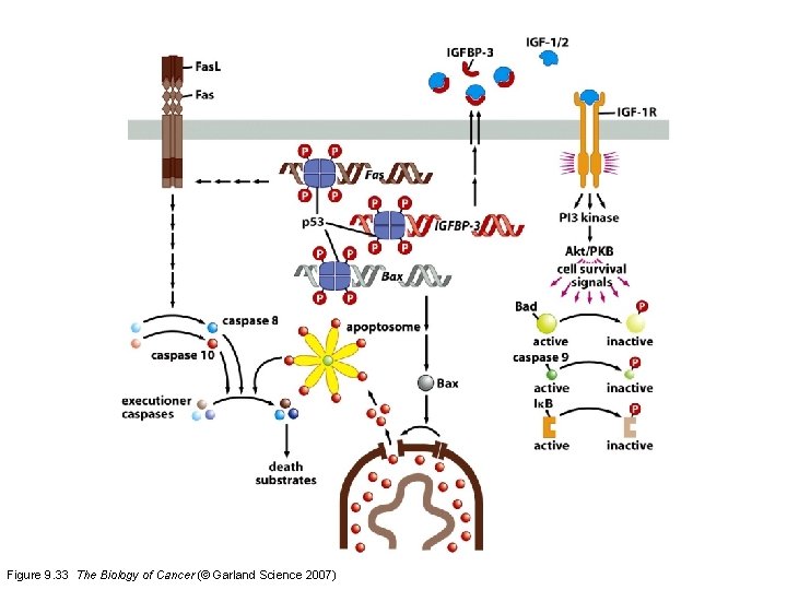 Figure 9. 33 The Biology of Cancer (© Garland Science 2007) 