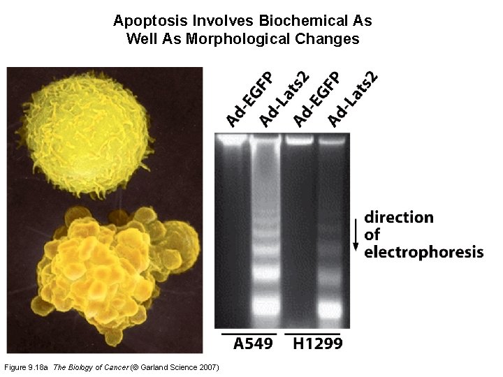 Apoptosis Involves Biochemical As Well As Morphological Changes Figure 9. 18 a The Biology