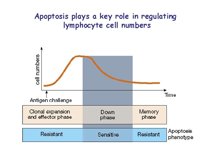 Apoptosis plays a key role in regulating lymphocyte cell numbers 