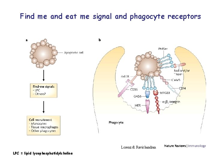 Find me and eat me signal and phagocyte receptors Lorenz & Ravichandran LPC =