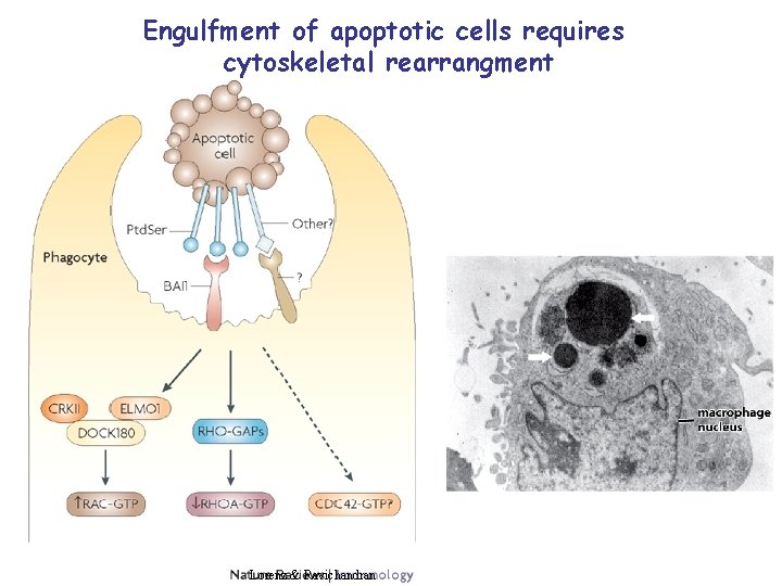 Engulfment of apoptotic cells requires cytoskeletal rearrangment Lorenz & Ravichandran 