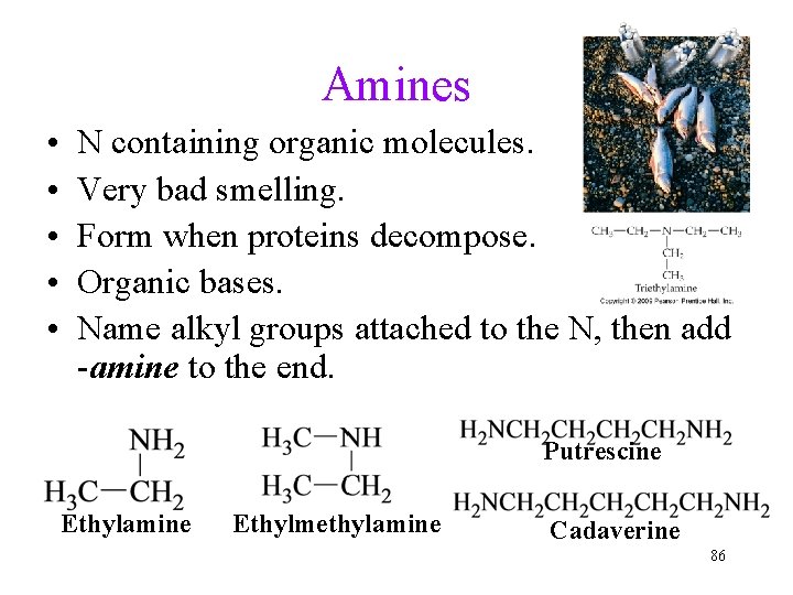 Amines • • • N containing organic molecules. Very bad smelling. Form when proteins