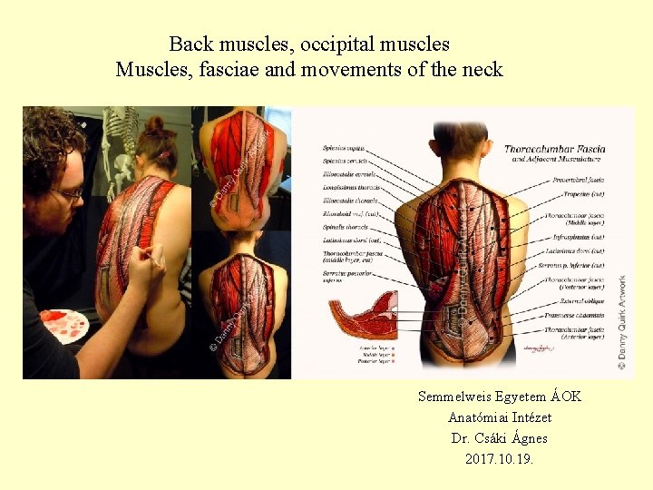 Back muscles, occipital muscles Muscles, fasciae and movements of the neck Semmelweis Egyetem ÁOK