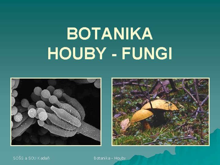 BOTANIKA HOUBY - FUNGI SOŠS a SOU Kadaň Botanika - Houby 