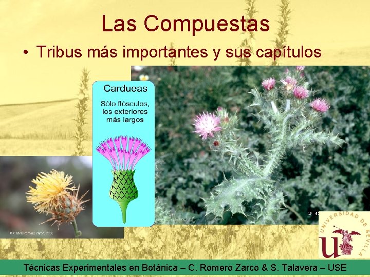 Las Compuestas • Tribus más importantes y sus capítulos Técnicas Experimentales en Botánica –