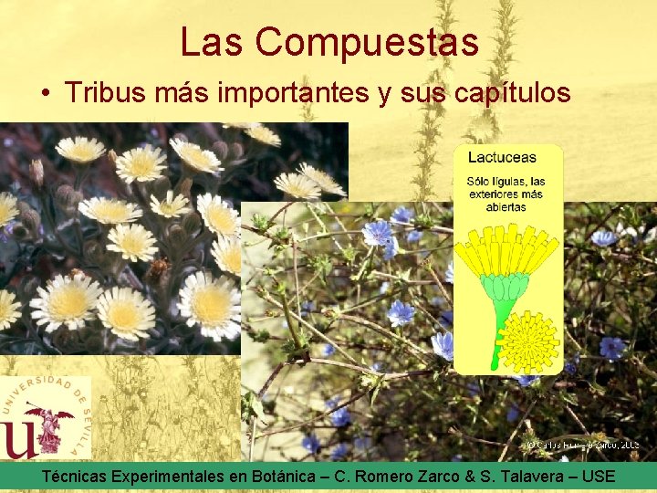 Las Compuestas • Tribus más importantes y sus capítulos Técnicas Experimentales en Botánica –