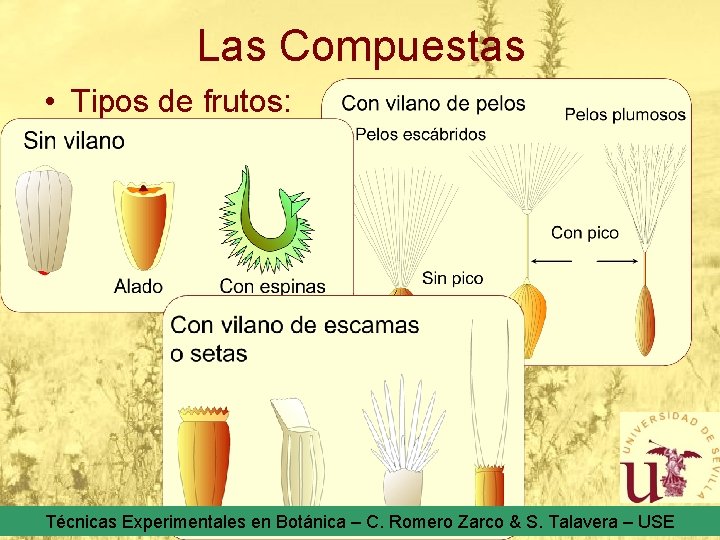 Las Compuestas • Tipos de frutos: Técnicas Experimentales en Botánica – C. Romero Zarco