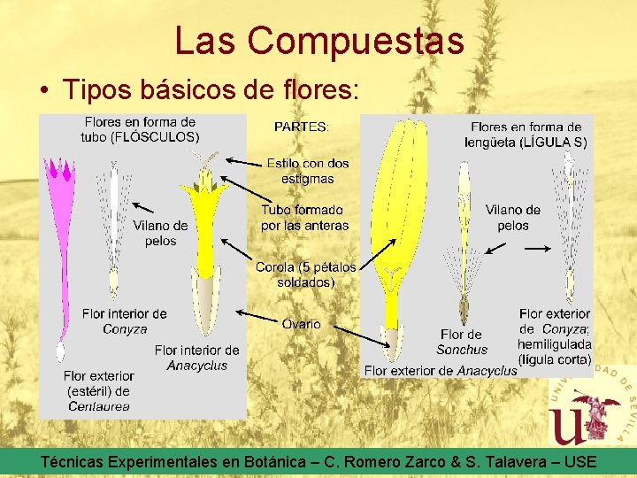 Las Compuestas • Tipos básicos de flores: Técnicas Experimentales en Botánica – C. Romero