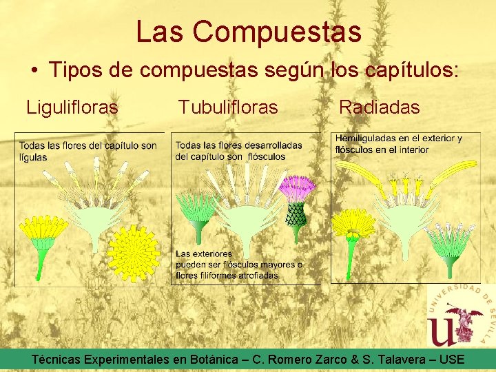 Las Compuestas • Tipos de compuestas según los capítulos: Ligulifloras Tubulifloras Radiadas Técnicas Experimentales