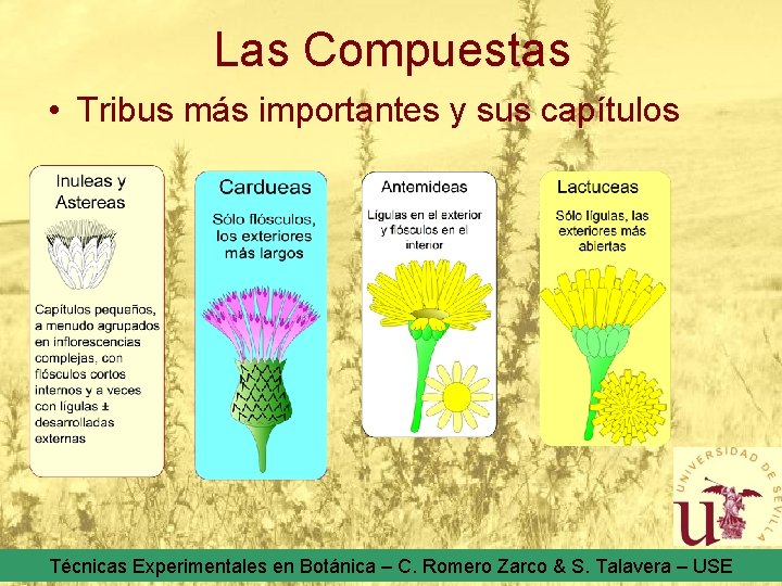 Las Compuestas • Tribus más importantes y sus capítulos Técnicas Experimentales en Botánica –