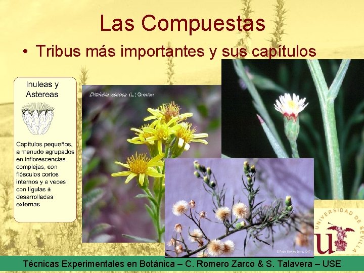 Las Compuestas • Tribus más importantes y sus capítulos Técnicas Experimentales en Botánica –