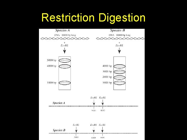 Restriction Digest Process PCRRFLP IMBB 2017 RAB Kigali Rwanda May 02