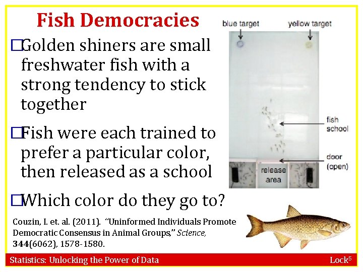 Fish Democracies �Golden shiners are small freshwater fish with a strong tendency to stick