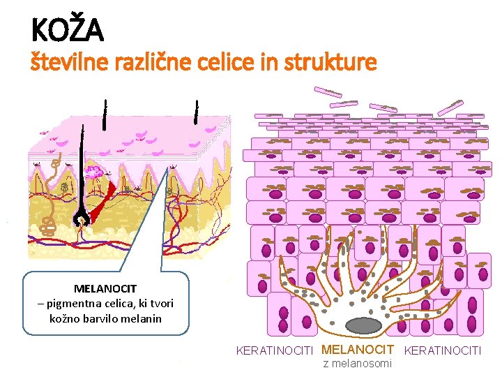 KOŽA številne različne celice in strukture MELANOCIT – pigmentna celica, ki tvori kožno barvilo