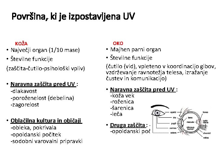 Površina, ki je izpostavljena UV KOŽA • Največji organ (1/10 mase) • Številne funkcije