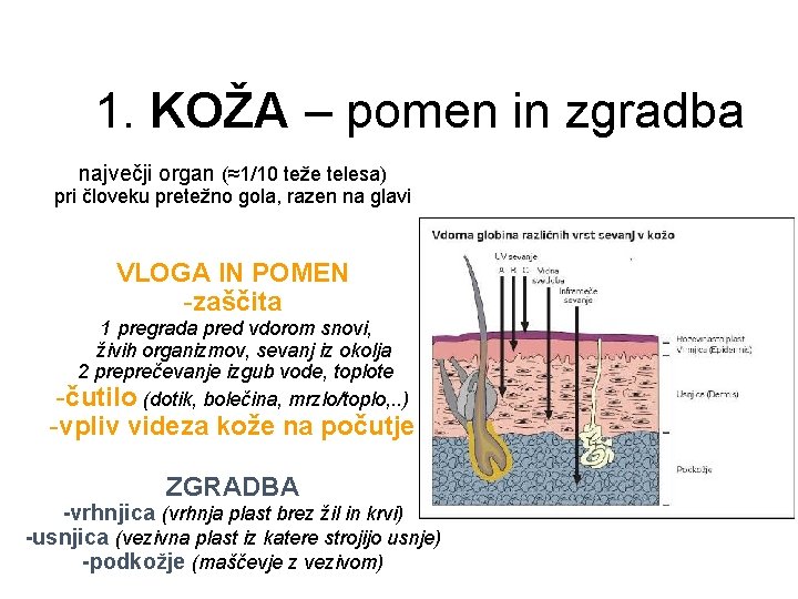 1. KOŽA – pomen in zgradba največji organ (≈1/10 teže telesa) pri človeku pretežno