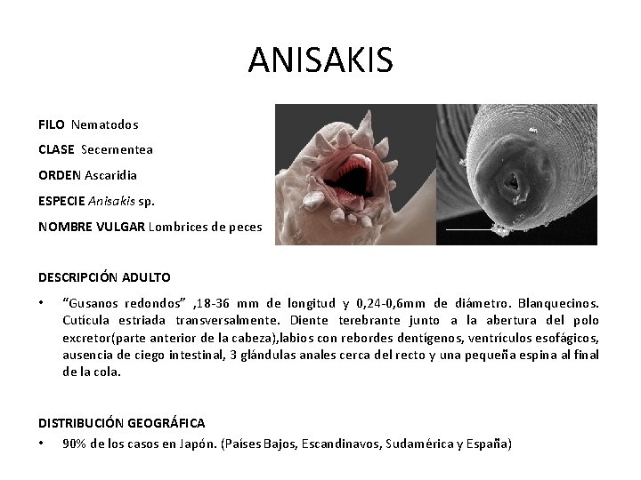 ANISAKIS FILO Nematodos CLASE Secernentea ORDEN Ascaridia ESPECIE Anisakis sp. NOMBRE VULGAR Lombrices de