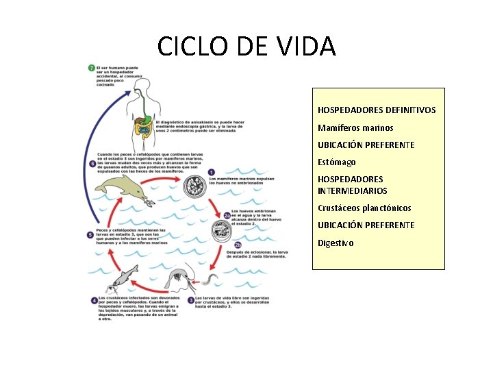 CICLO DE VIDA HOSPEDADORES DEFINITIVOS Mamíferos marinos UBICACIÓN PREFERENTE Estómago HOSPEDADORES INTERMEDIARIOS Crustáceos planctónicos