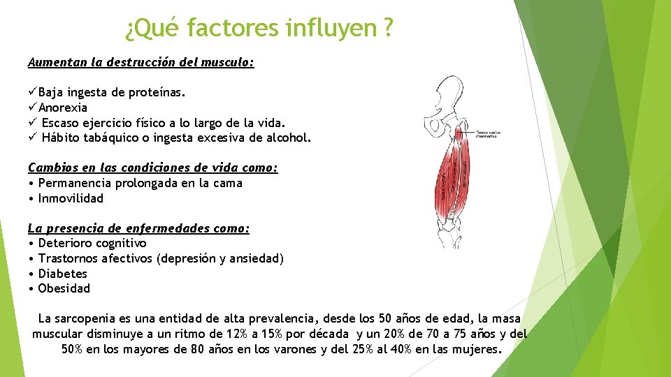 ¿Qué factores influyen ? Aumentan la destrucción del musculo: üBaja ingesta de proteínas. üAnorexia