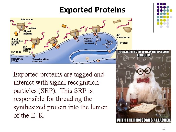 Exported Proteins Exported proteins are tagged and interact with signal recognition particles (SRP). This