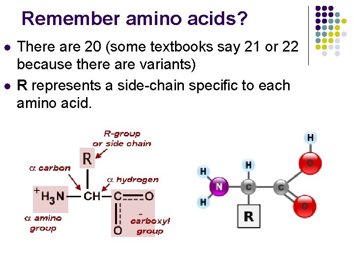 Remember amino acids? l l There are 20 (some textbooks say 21 or 22 Remember amino acids? l l There are 20 (some textbooks say 21 or 22