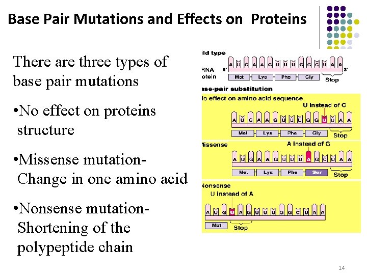 Base Pair Mutations and Effects on Proteins There are three types of base pair