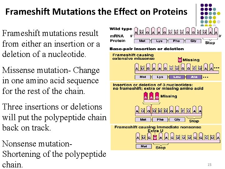 Frameshift Mutations the Effect on Proteins Frameshift mutations result from either an insertion or