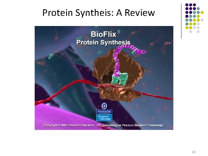Protein Syntheis: A Review 16 Protein Syntheis: A Review 16