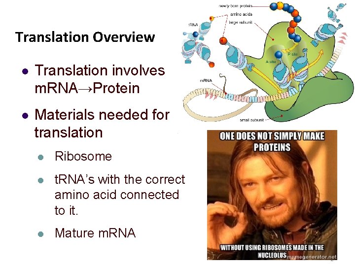 Translation Overview l Translation involves m. RNA→Protein l Materials needed for translation l Ribosome