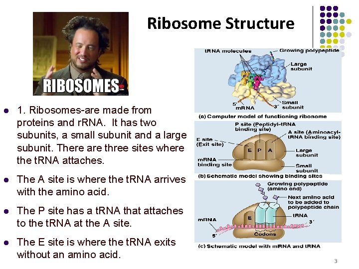 Ribosome Structure l 1. Ribosomes-are made from proteins and r. RNA. It has two