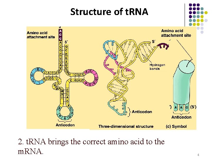 Structure of t. RNA 2. t. RNA brings the correct amino acid to the