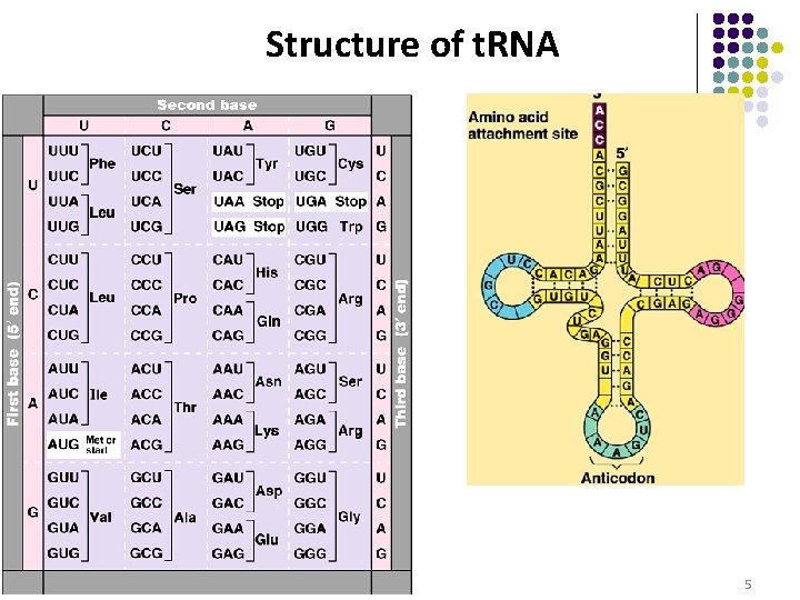 Structure of t. RNA 5 