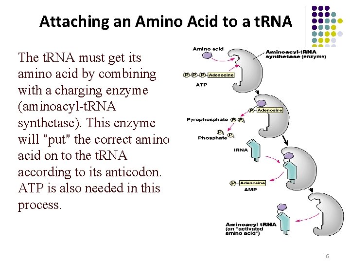 Attaching an Amino Acid to a t. RNA The t. RNA must get its