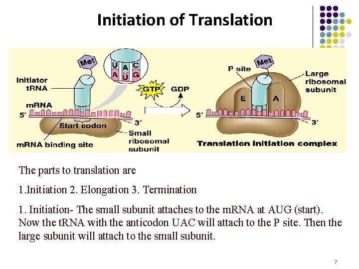 Initiation of Translation The parts to translation are 1. Initiation 2. Elongation 3. Termination