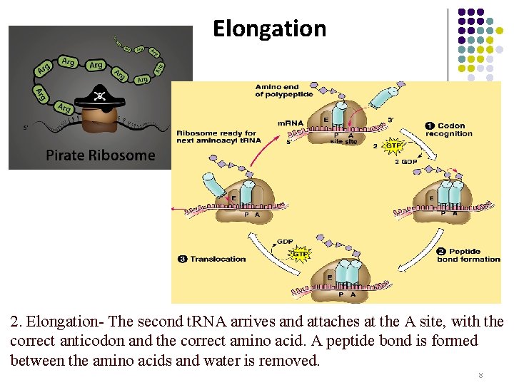 Elongation 2. Elongation- The second t. RNA arrives and attaches at the A site,