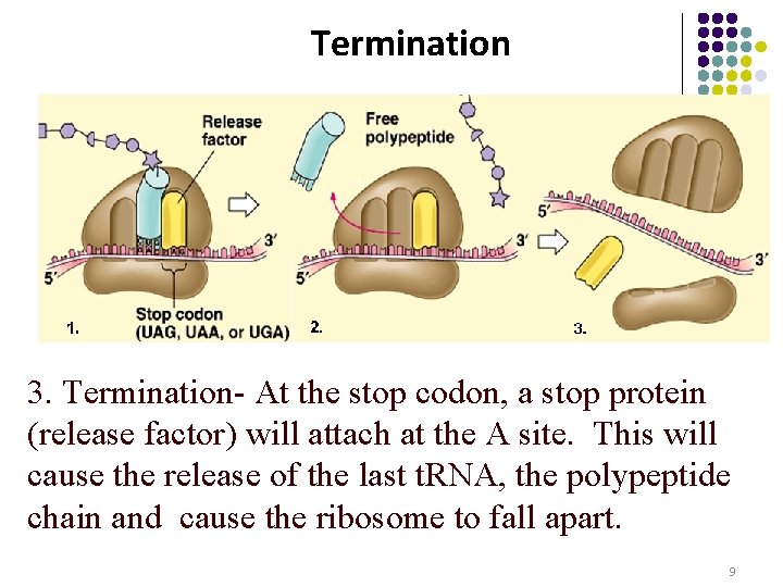 Termination 3. Termination- At the stop codon, a stop protein (release factor) will attach