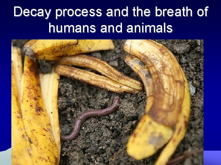 Decay process and the breath of humans and animals 