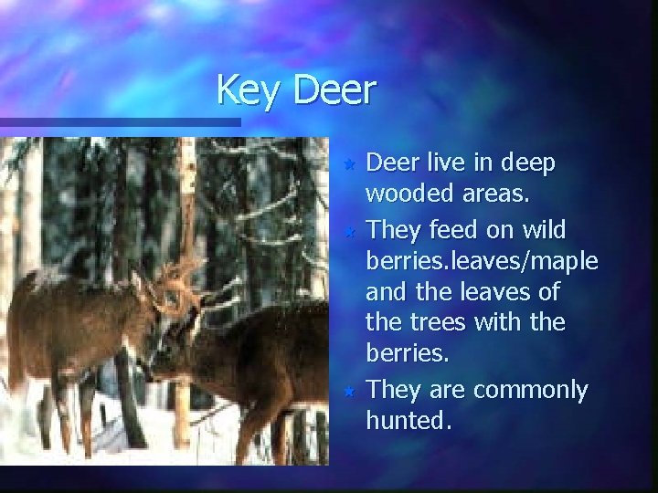 Key Deer live in deep wooded areas. « They feed on wild berries. leaves/maple