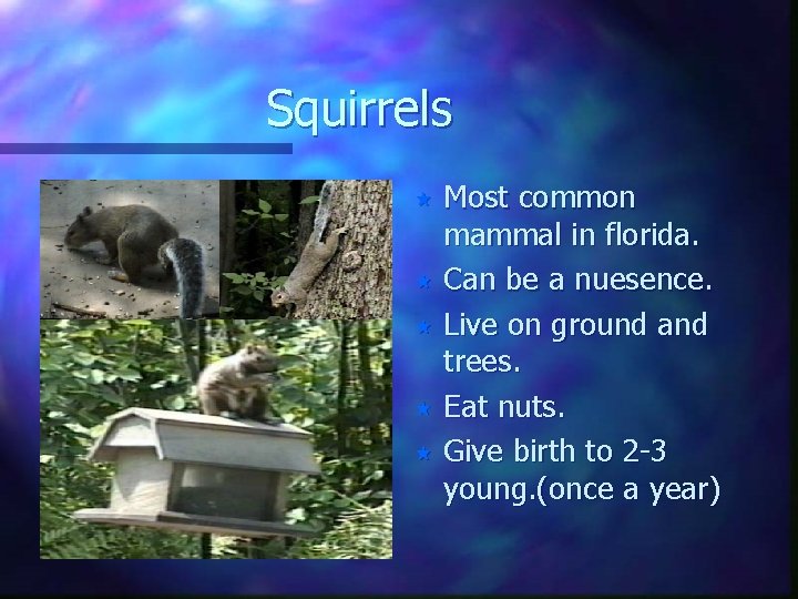 Squirrels Most common mammal in florida. « Can be a nuesence. « Live on