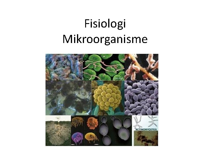 Fisiologi Mikroorganisme 