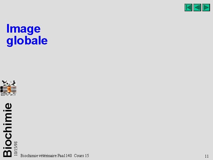 10/15/98 Biochimie Image globale Biochimie vétérinaire Paa 1140 Cours 15 11 