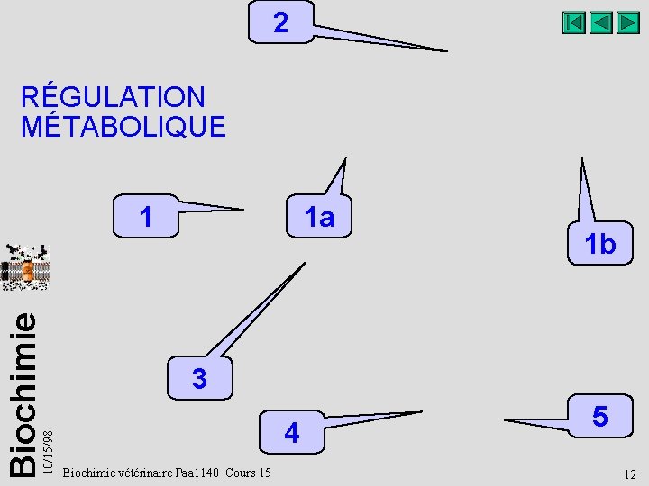 2 RÉGULATION MÉTABOLIQUE 10/15/98 Biochimie 1 1 a 1 b 3 4 Biochimie vétérinaire