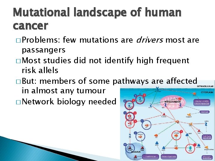 Mutational landscape of human cancer few mutations are drivers most are passangers � Most