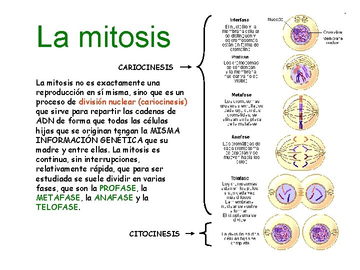 La mitosis CARIOCINESIS La mitosis no es exactamente una reproducción en sí misma, sino