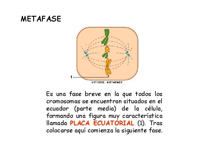 METAFASE Es una fase breve en la que todos los cromosomas se encuentran situados