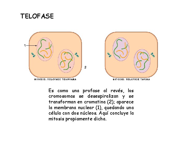 TELOFASE Es como una profase al revés, los cromosomas se desespiralizan y se transforman