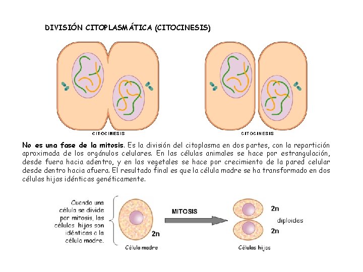 DIVISIÓN CITOPLASMÁTICA (CITOCINESIS) No es una fase de la mitosis. Es la división del