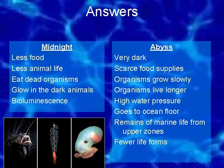 Answers Midnight Less food Less animal life Eat dead organisms Glow in the dark